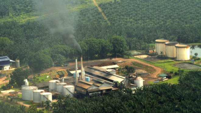 Palm oil plantation at Sepang, Malaysia