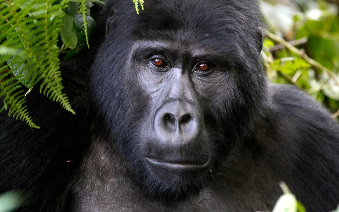 An endangered mountain gorilla from the Bitukura family, is seen inside a forest in Bwindi Impenetrable National Park in the Ruhija sector of the park, about 550 km (341 miles) west of Uganda's capital Kampala, May 24, 2013. Bwindi Impenetrable Forest borders the Democratic Republic of Congo and Rwanda. The total population of mountain gorillas worldwide is estimated at 880, half of which are to be found in Uganda's Bwindi forest. REUTERS/Thomas Mukoya (UGANDA - Tags: SOCIETY ANIMALS ENVIRONMENT) - RTXZZLA