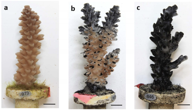 Stages of coral health degradation after 14 d exposure to coal dust.