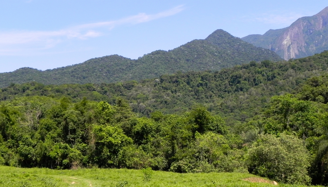 A second-growth rainforest near Rio de Janeiro in Brazil. The forest is about 30 years old.