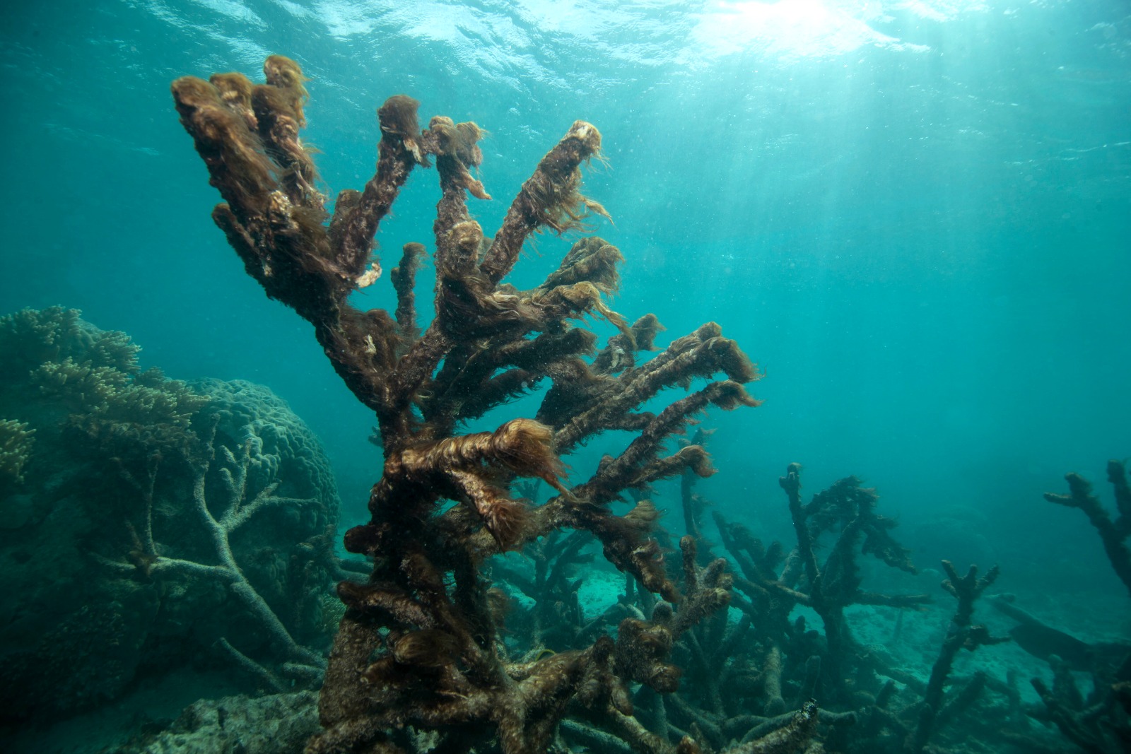 Algae covers dead coral after the bleaching event.