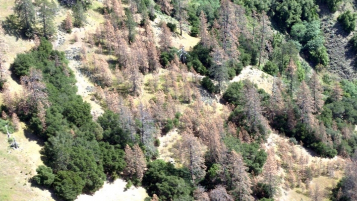 Dead pines photographed during an aerial survey last year in Los Padres National Forest.