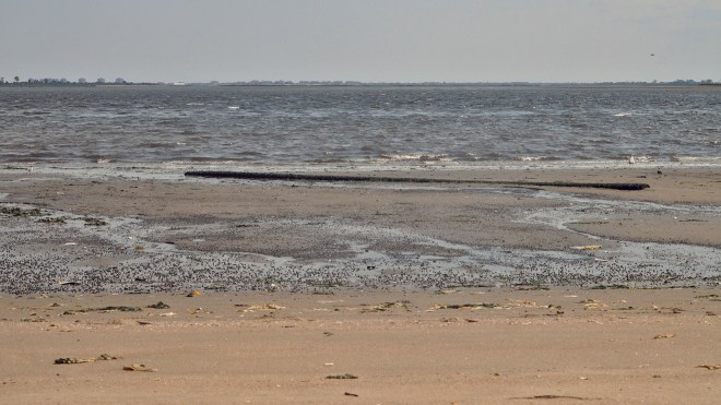 Jamaica Bay Shore