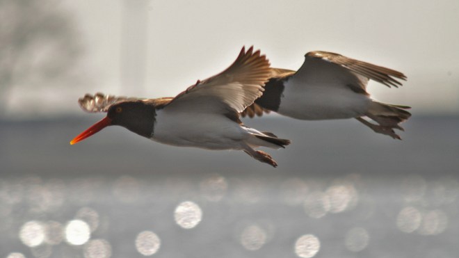 Jamaica Bay oystercatchers