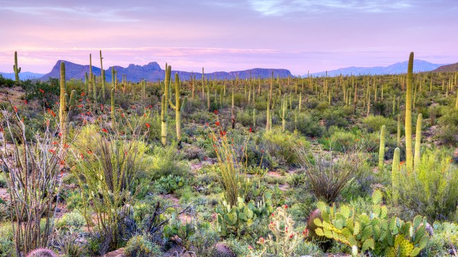 Saguaro National Park, Tuscon