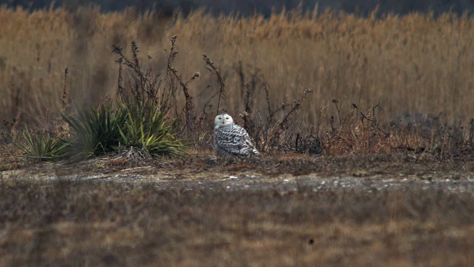 Jamaica Bay snowy owl