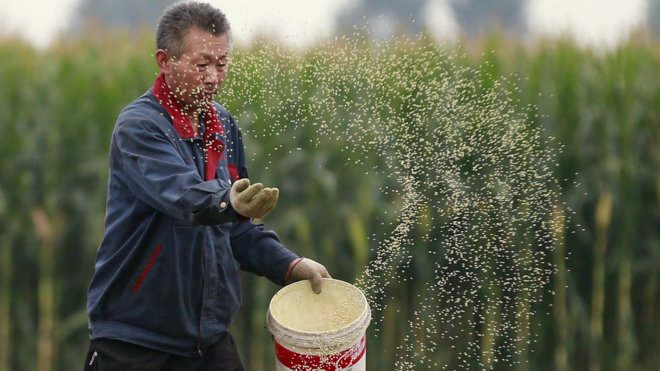 china-broadcast-sowing-corn