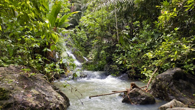 Chocó forest in Ecuador. 