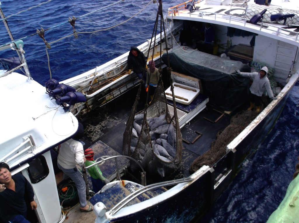 On the Chung Kuo No. 39, a long-line fishing vessel, a man appears startled or angry as he points his finger at Keith Davis. In the boat’s net are albacore being transferred to the cargo ship.