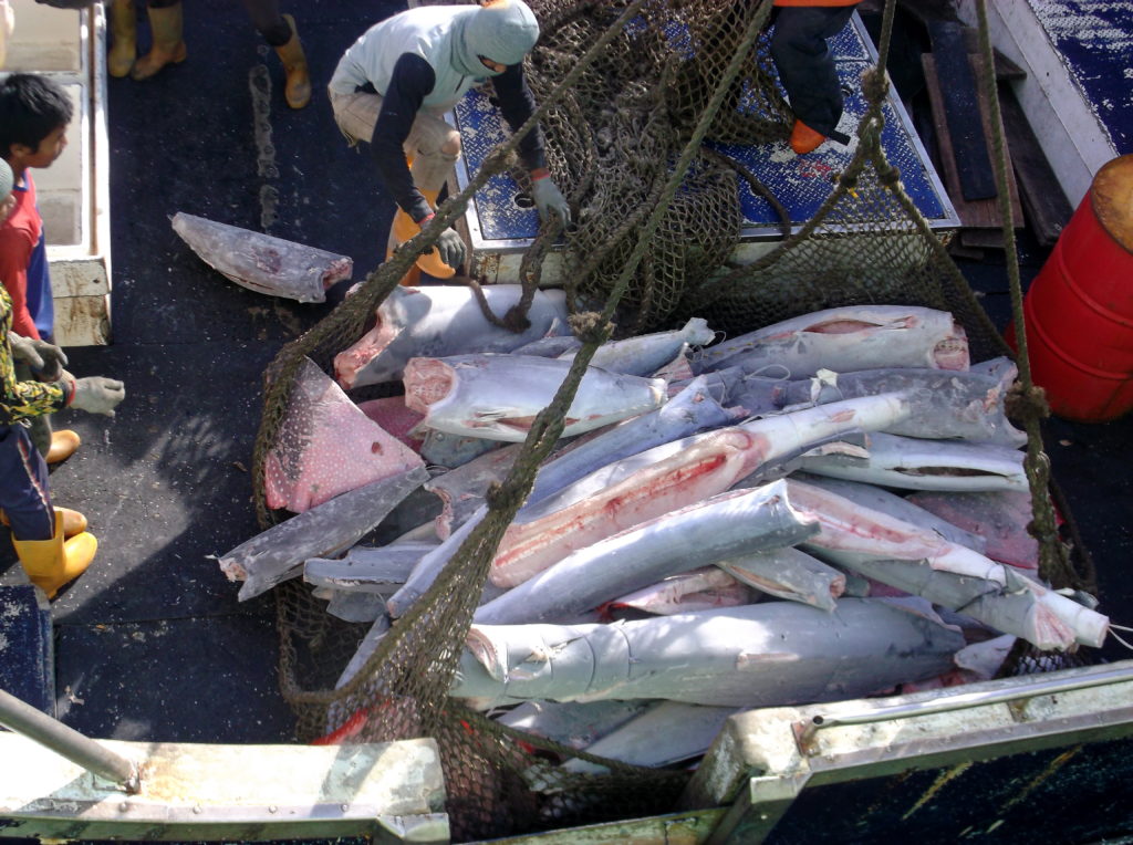 Fish being loaded onto the cargo ship were so heavily carved up that Keith Davis struggled to identify them. He wondered whether fishermen might be trying to disguise one kind of fish as another.