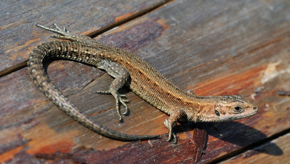 common lizard