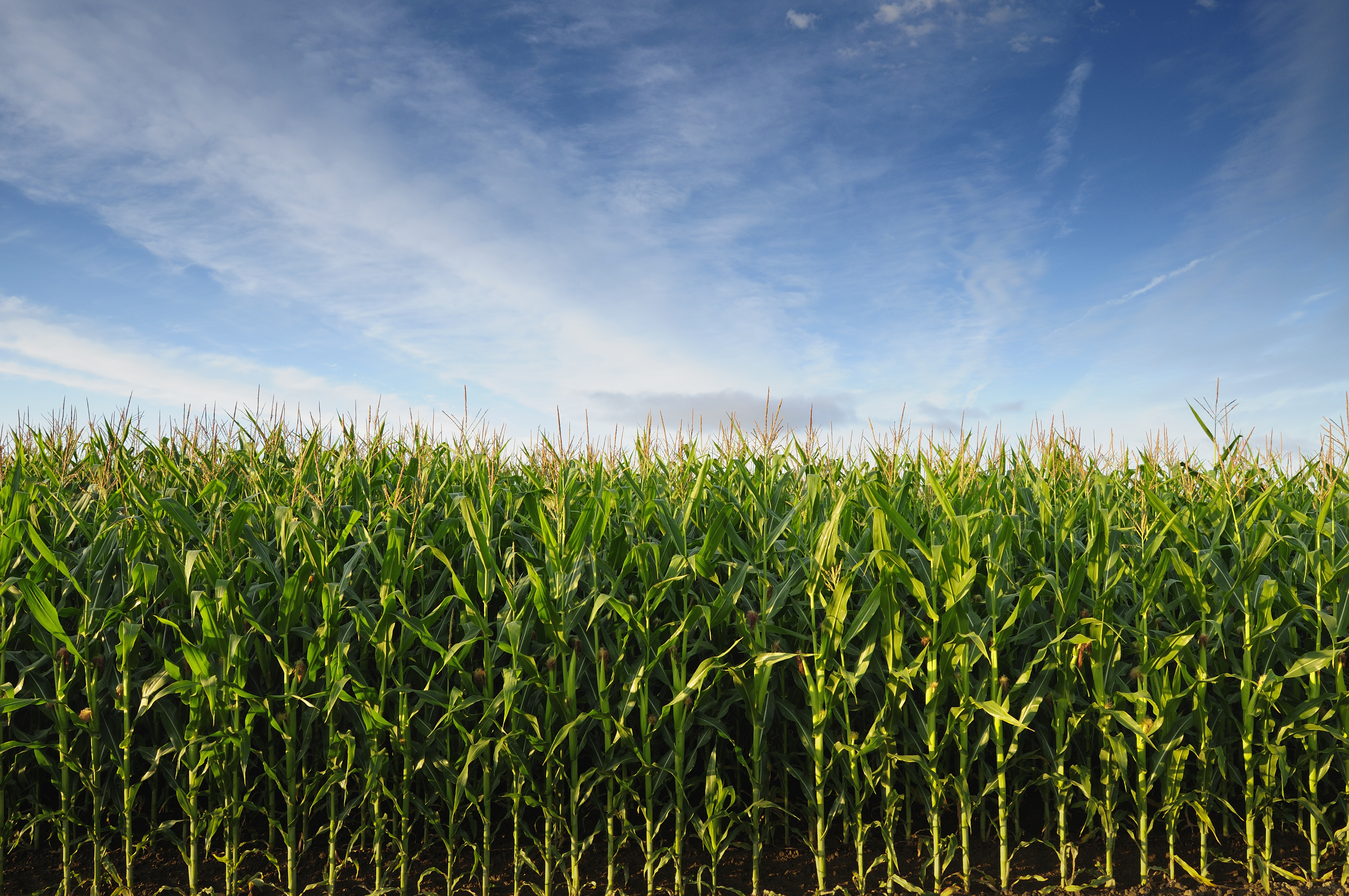 Corn field and blue sky