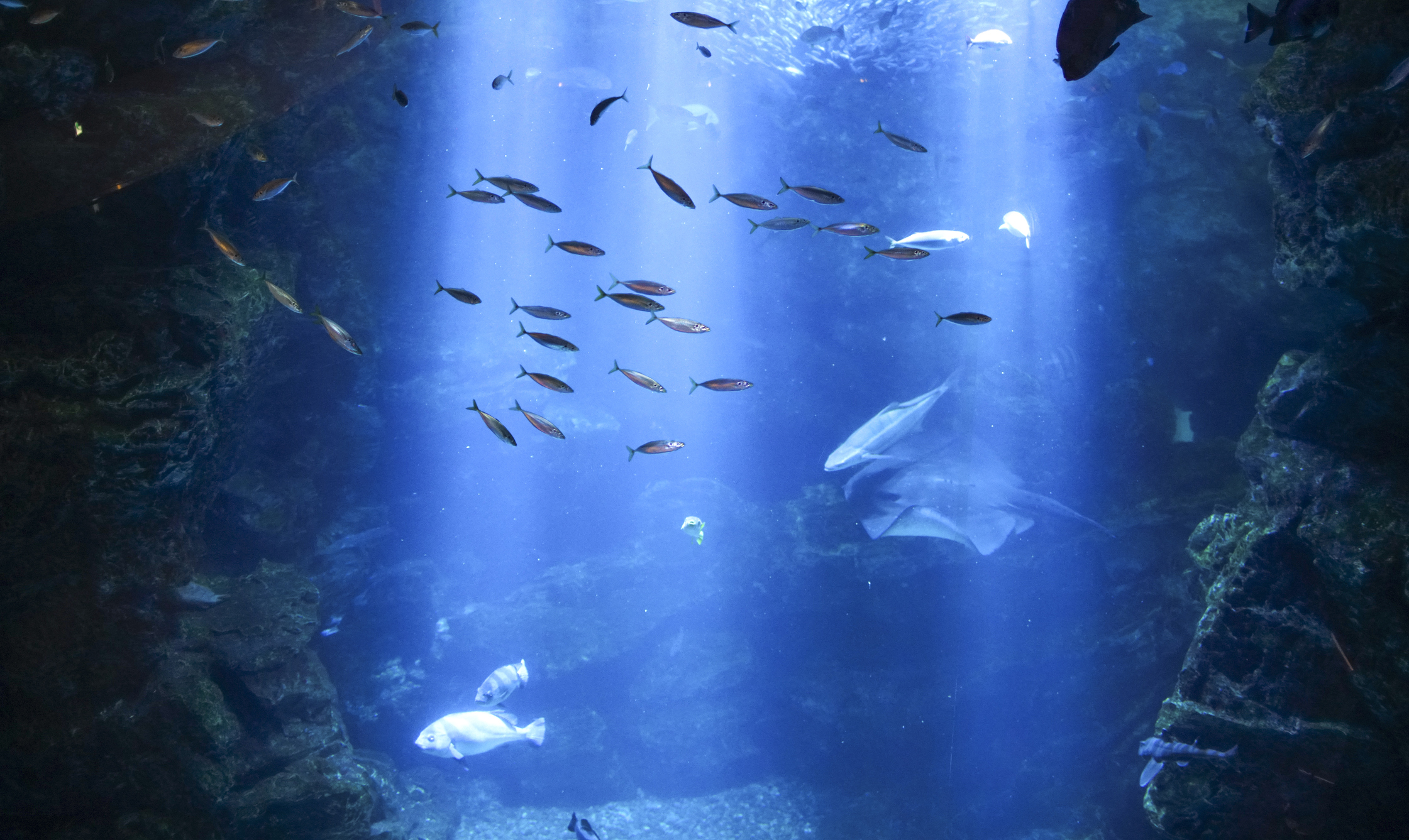 Breathtaking underwater view of mackerel fish under the surface of sea