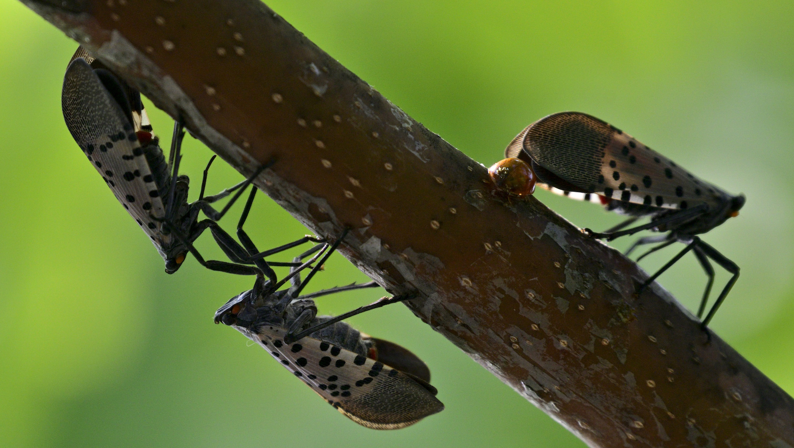 Spotted Lanternflies on a twig