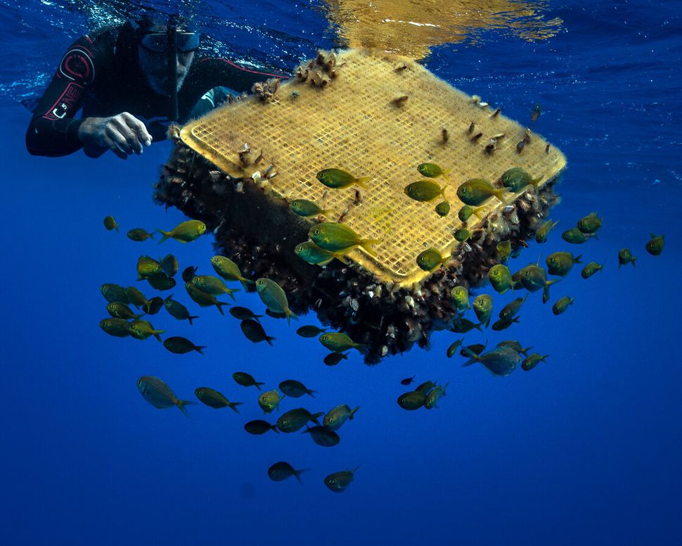 Lecomte finds a plastic crate surrounded by fish.