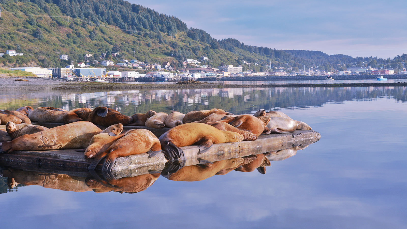 Kodiak sea lions