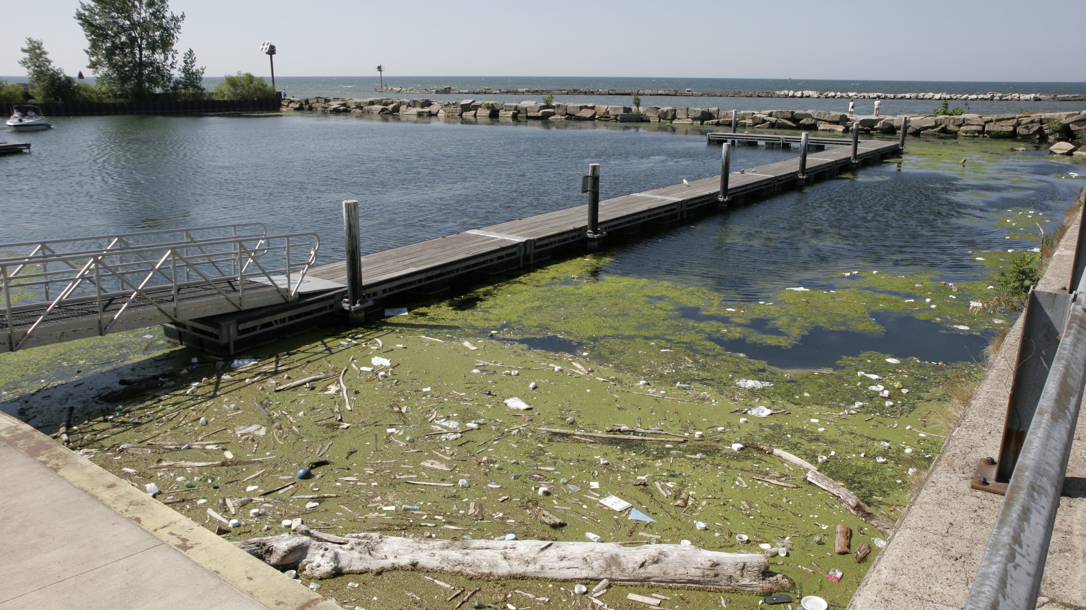 Lake Erie algae