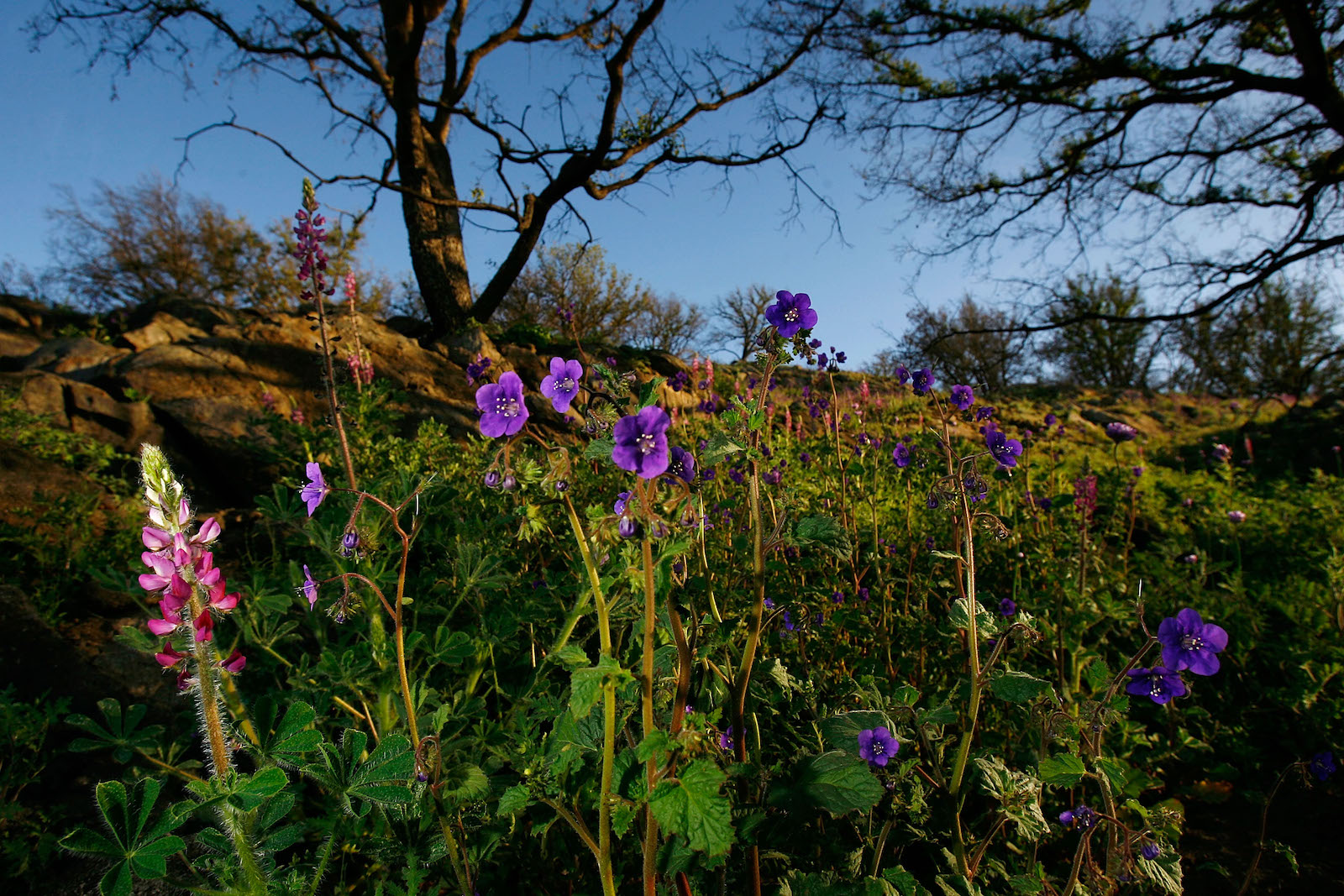 Wildflowers Start To Bloom In Area Ravaged By Wild Fires in San Diego