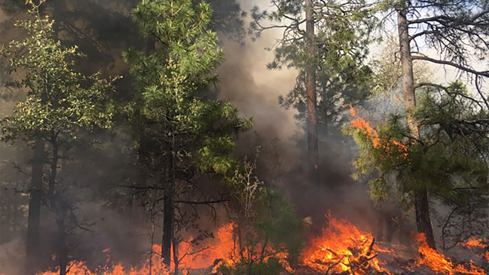 Tonto National Forest fire