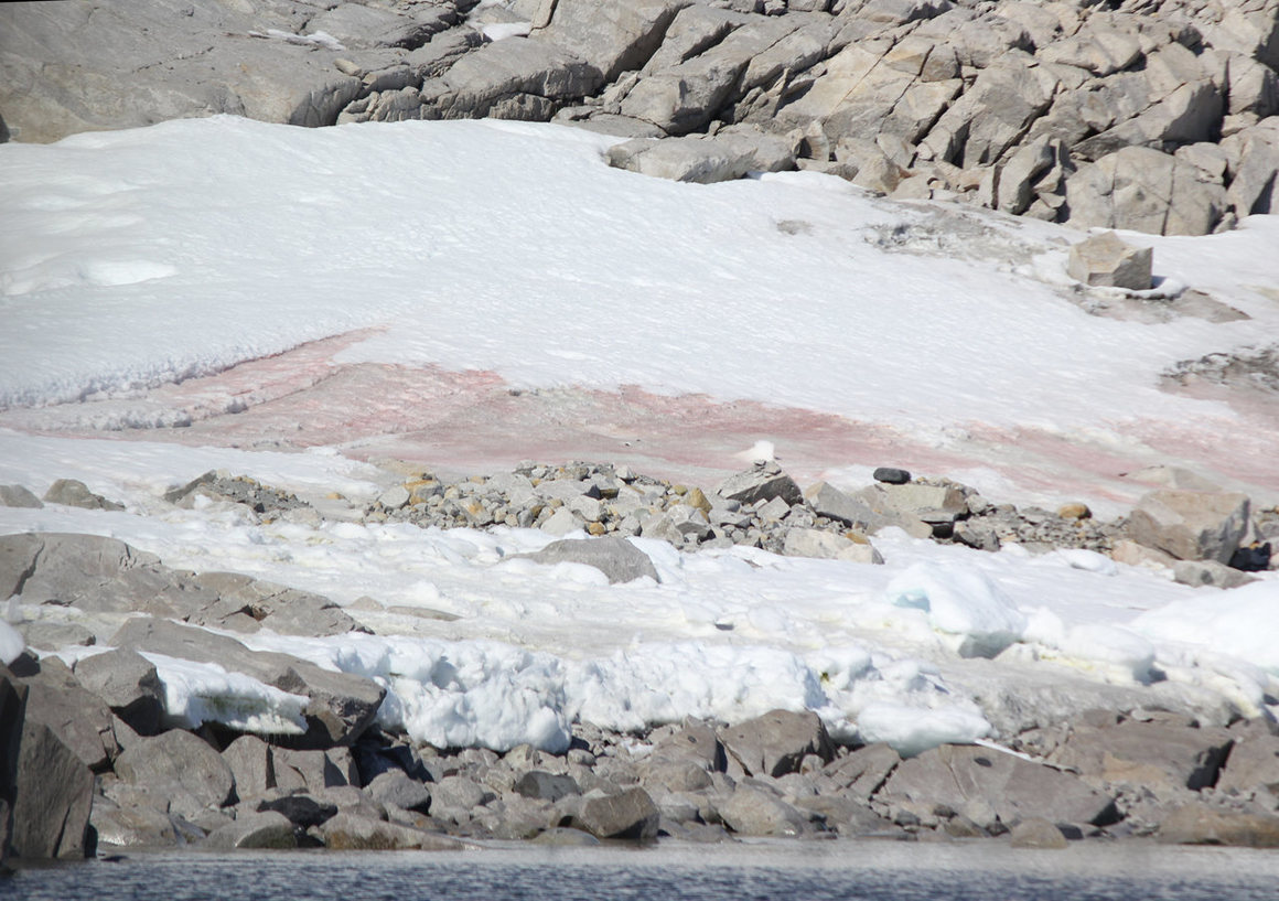 pink snow in antarctica