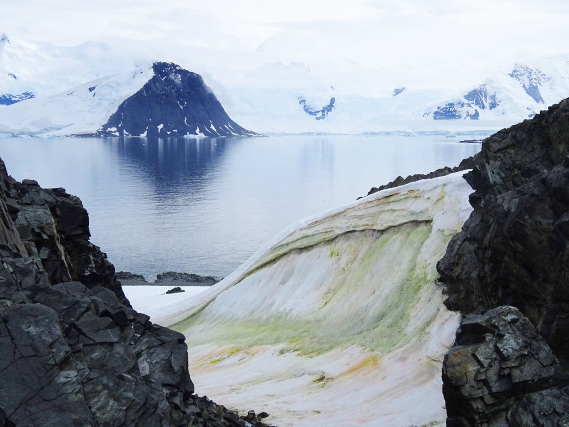 Multicolored snow algae on Anchorage Island.