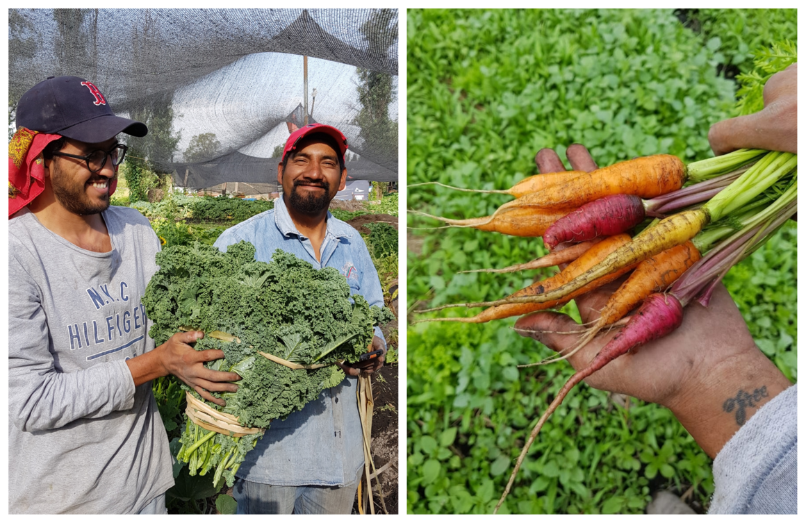 harvest of kale mexico city