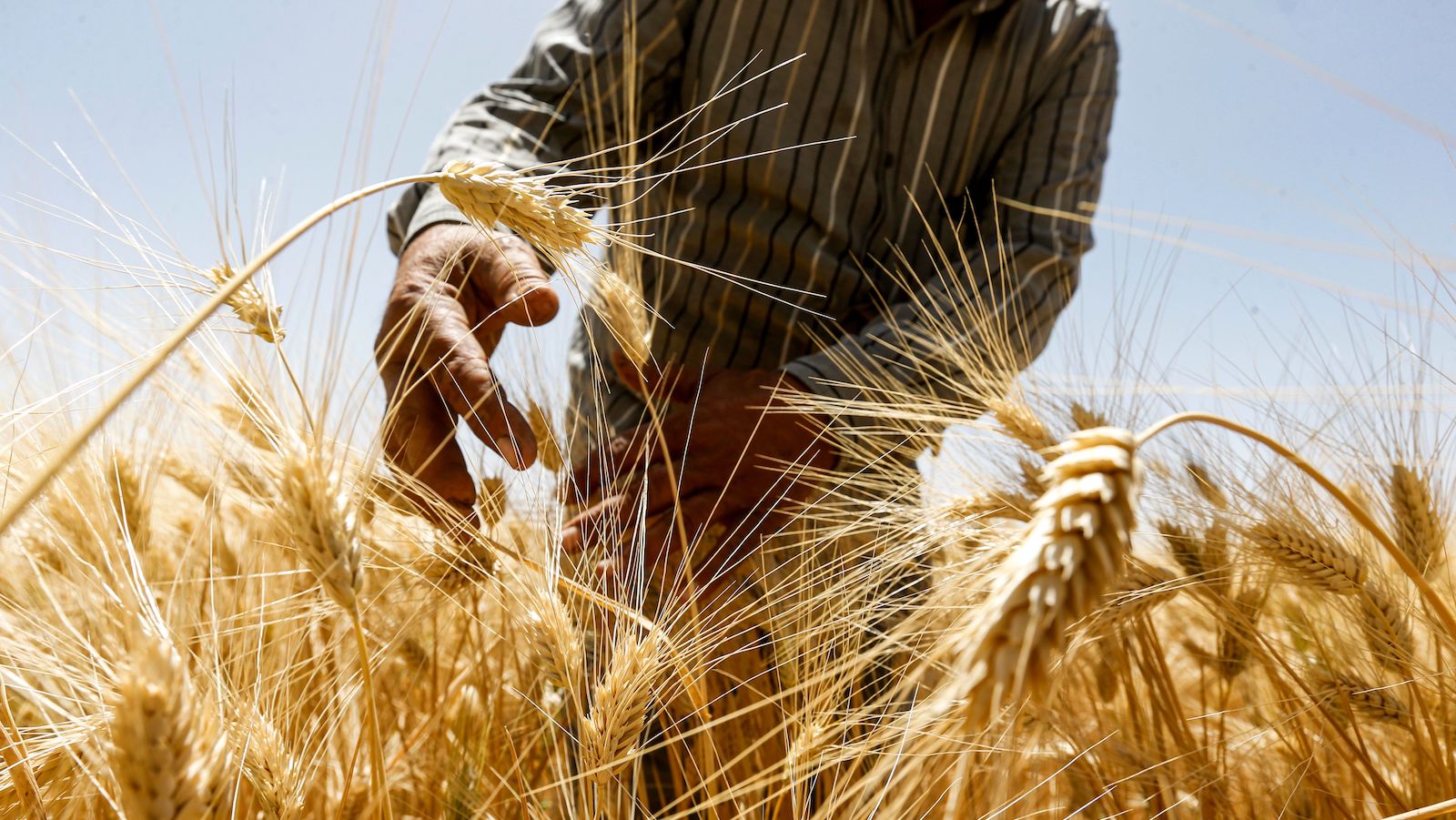 wheat harvest