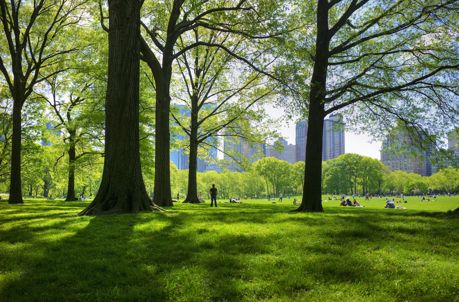 Great lawn in Central Park