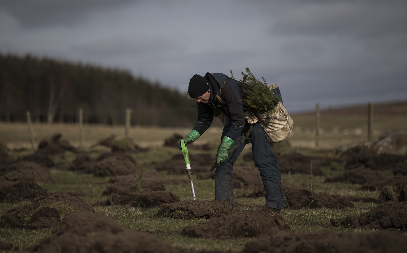 tree planting