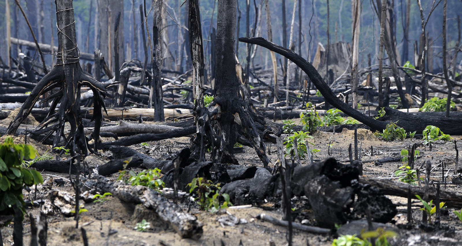 New vegetation grows amidst burnt trees