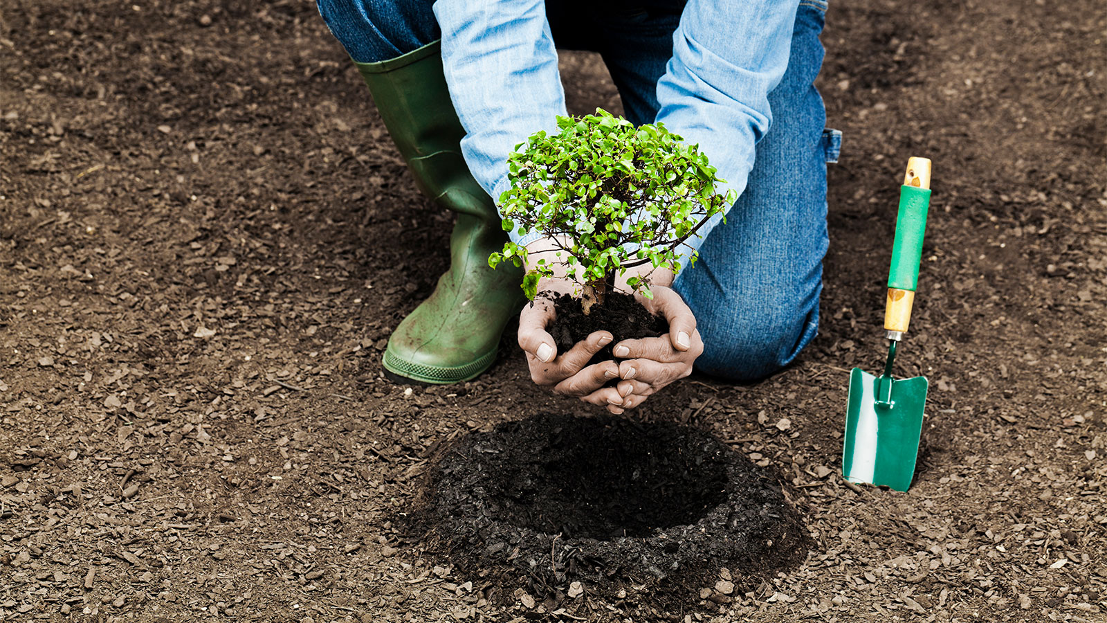 A person planting a tree