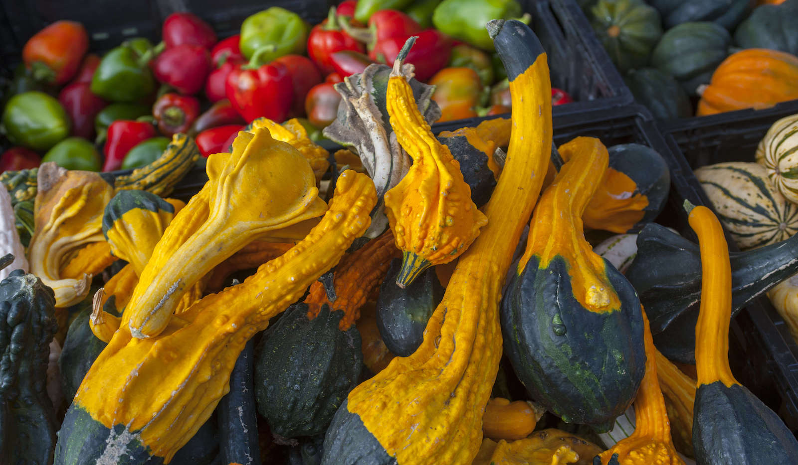 Pumpkins and squash for sale on the farmers market in Walla