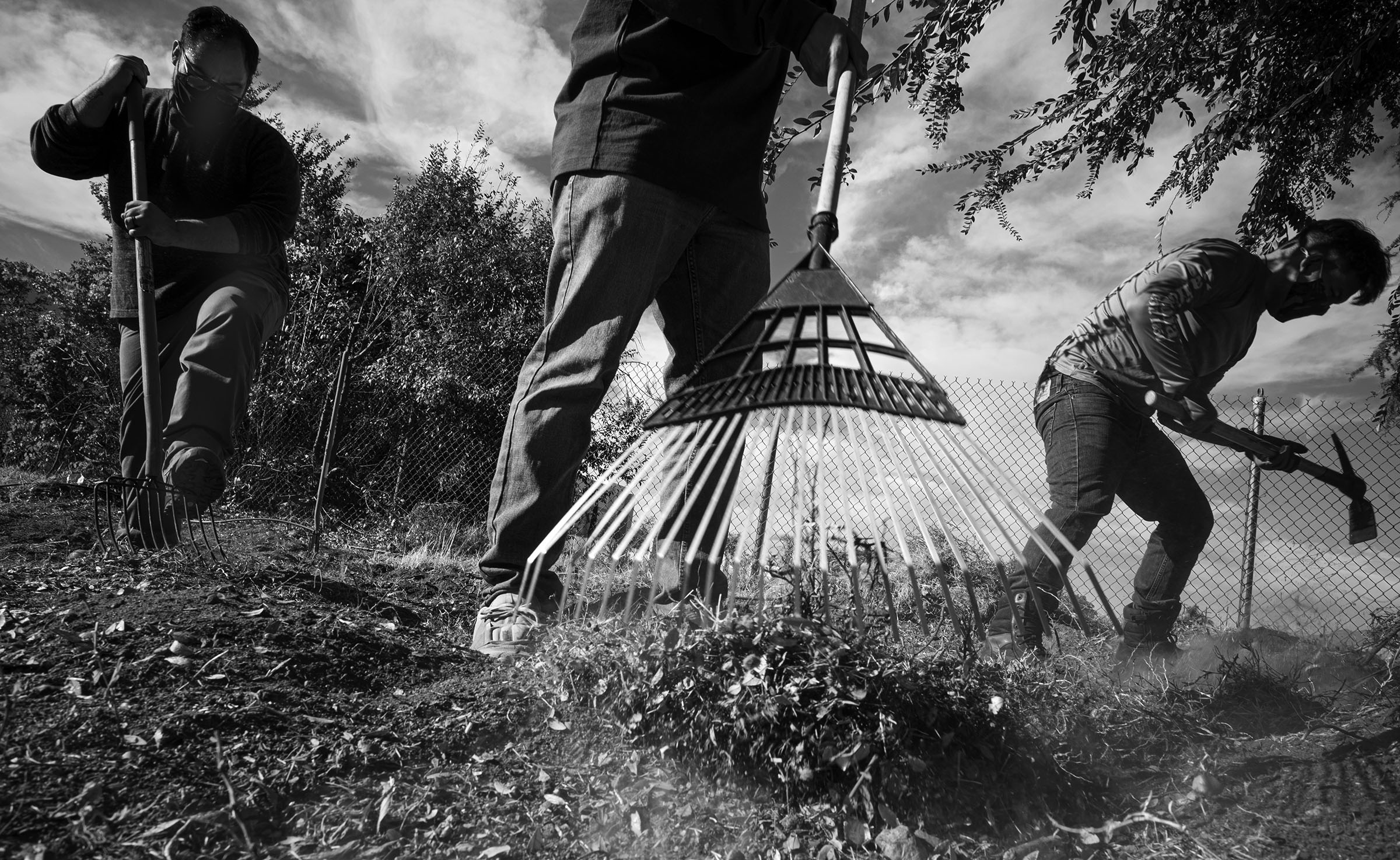 Volunteers, including Community Garden participant and San Bernardino resident Jorge Osvaldo Heredia, left, clear a field early on a recent Saturday morning to create more plots of ground to be planted by San Bernardino County residents.Hunger and stress relief as well as a sense of community are the result of these efforts.