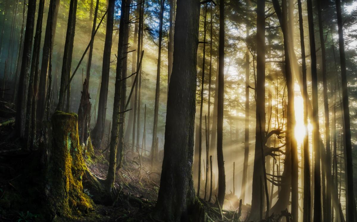 Tongass National Forest