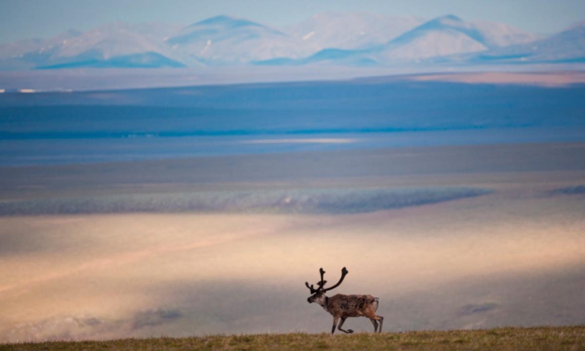 A caribou in the Arctic National Wildlife Refuge, Alaska, USA