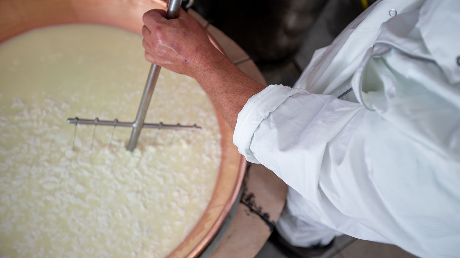 Male cheese maker slicing cheese curd with a curd cutter.