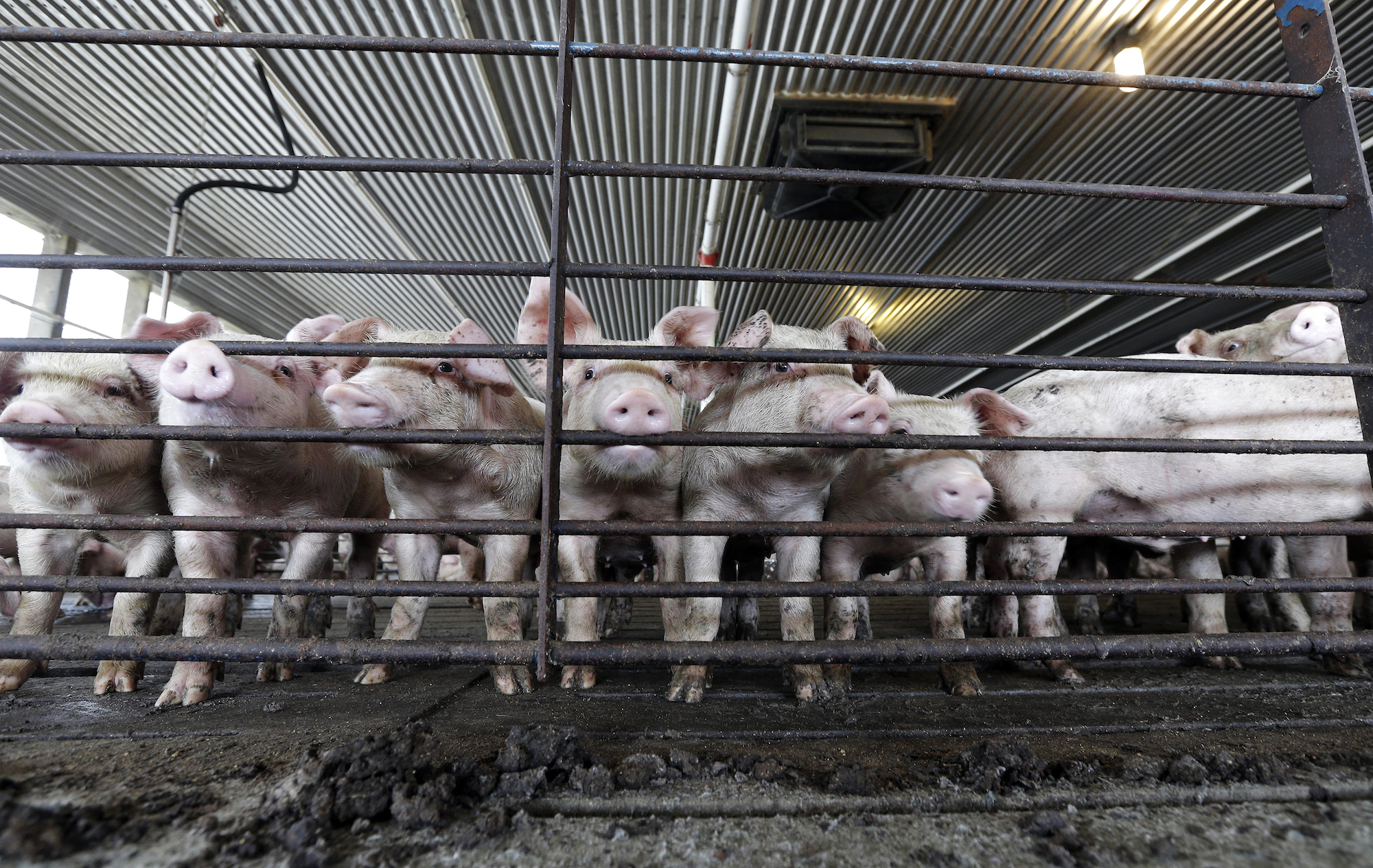 photo of young hogs crowded together with noses poking through a gate