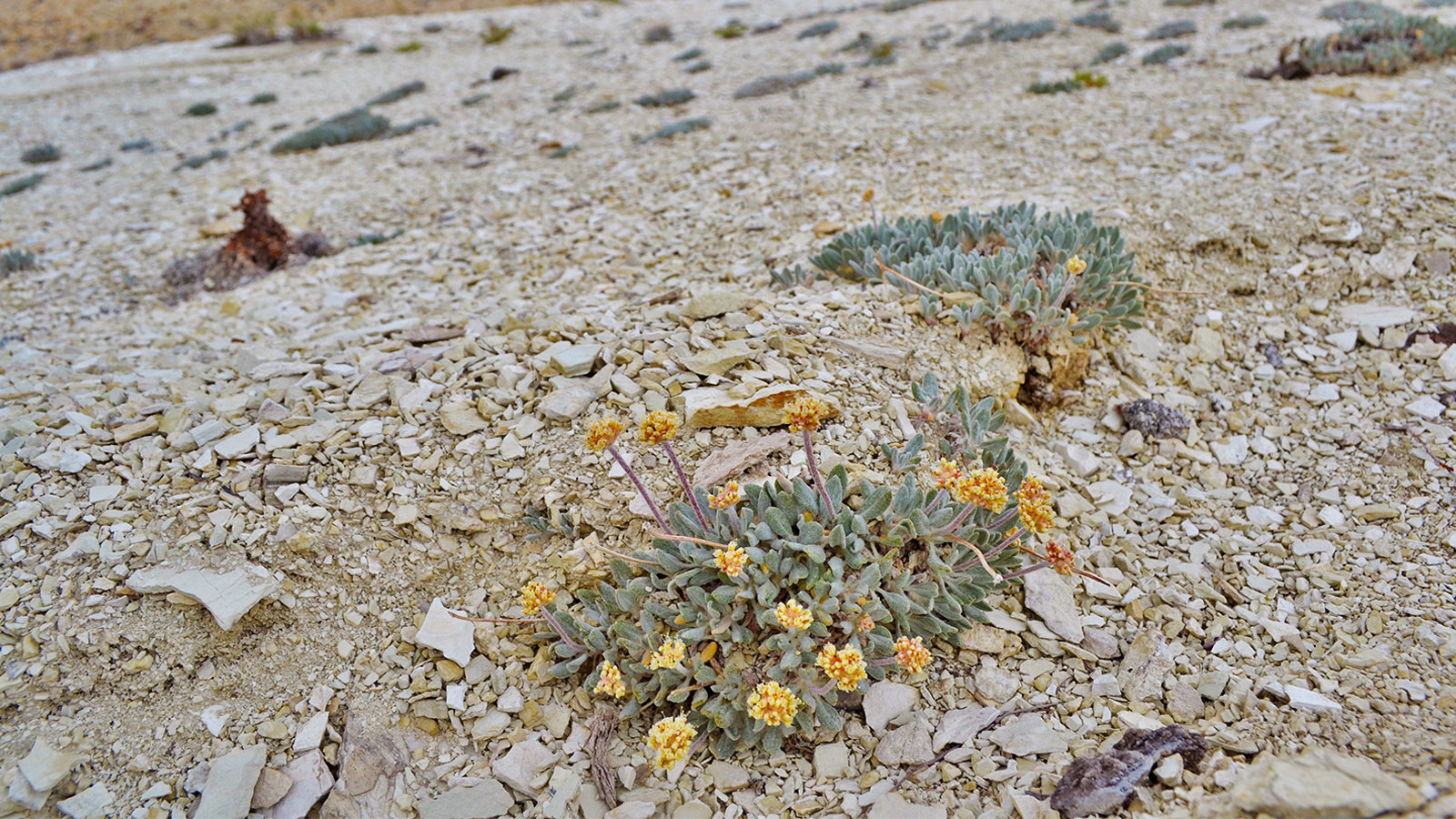 Tiehm's Buckwheat