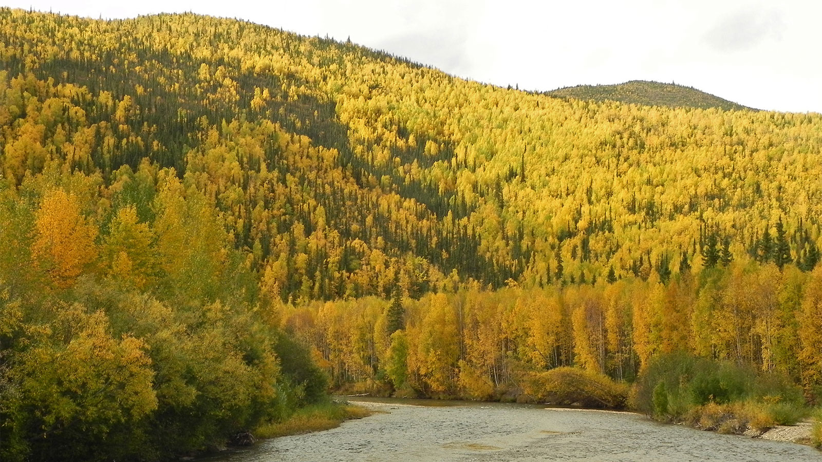 Aspens and birch trees growing near Fairbanks, Alaska