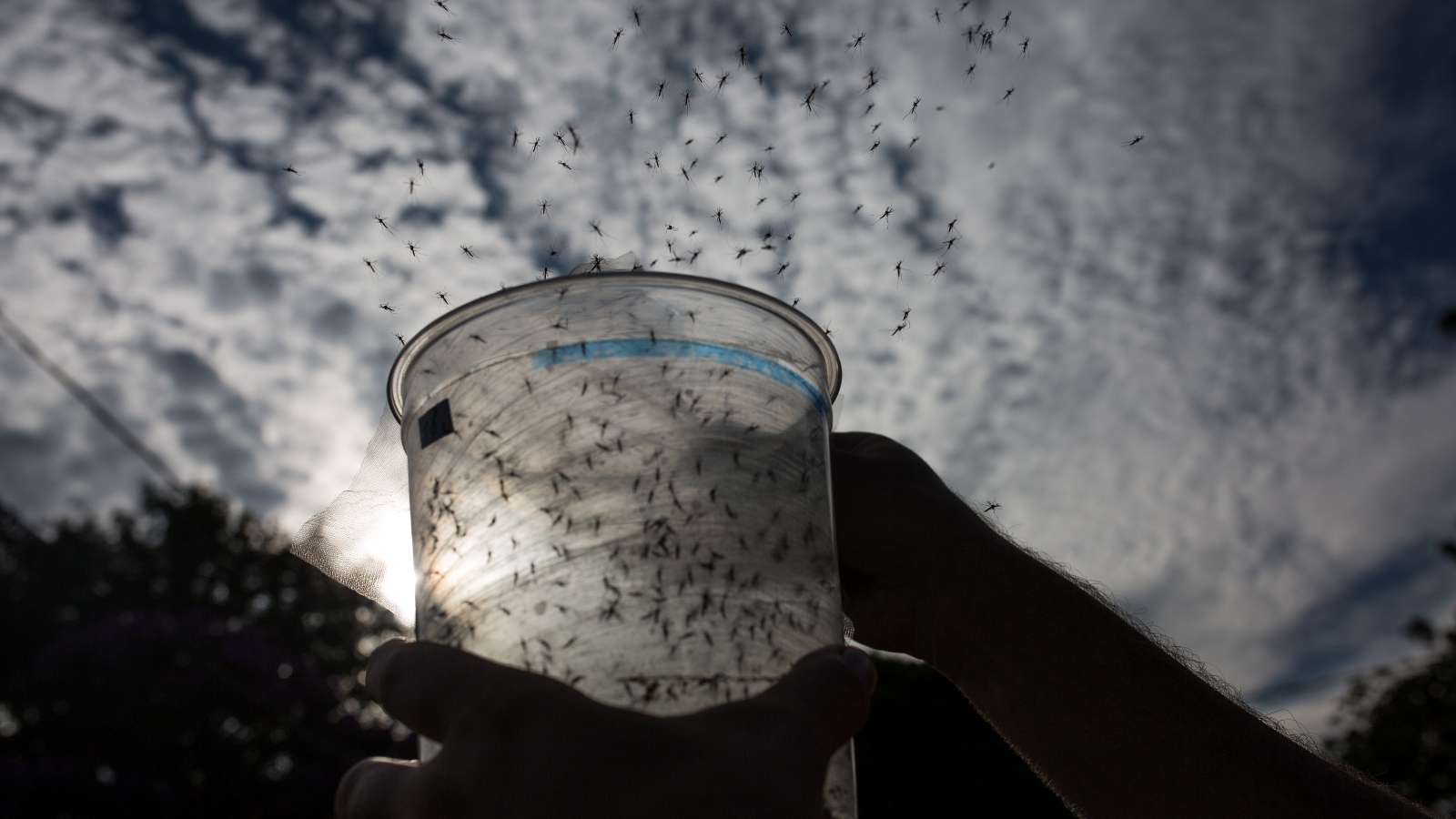 mosquitoes flying out of container