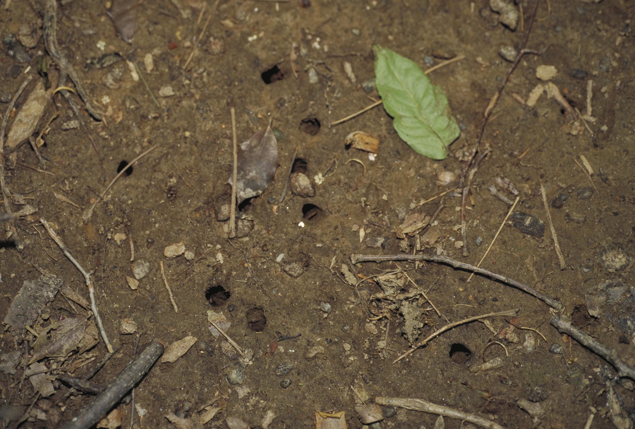 an aerial shot of many small holes in the dirt