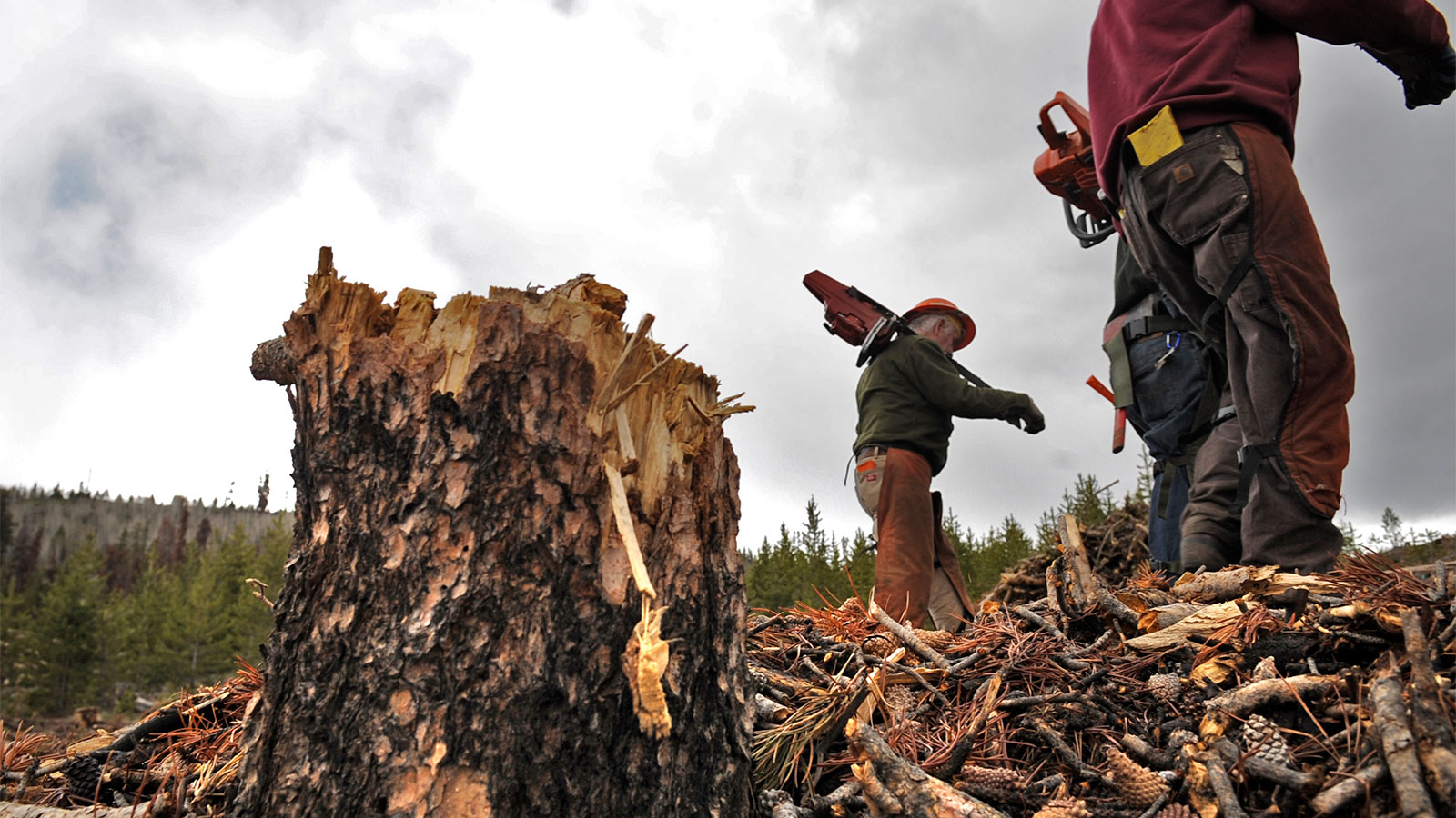 Two men walking past a wood stump in a forest