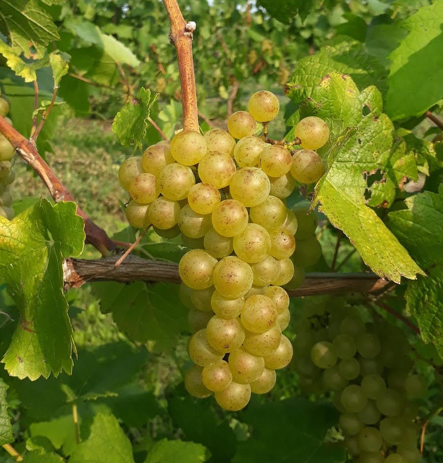 a close up photo of a bunch of green grapes attached to a vine