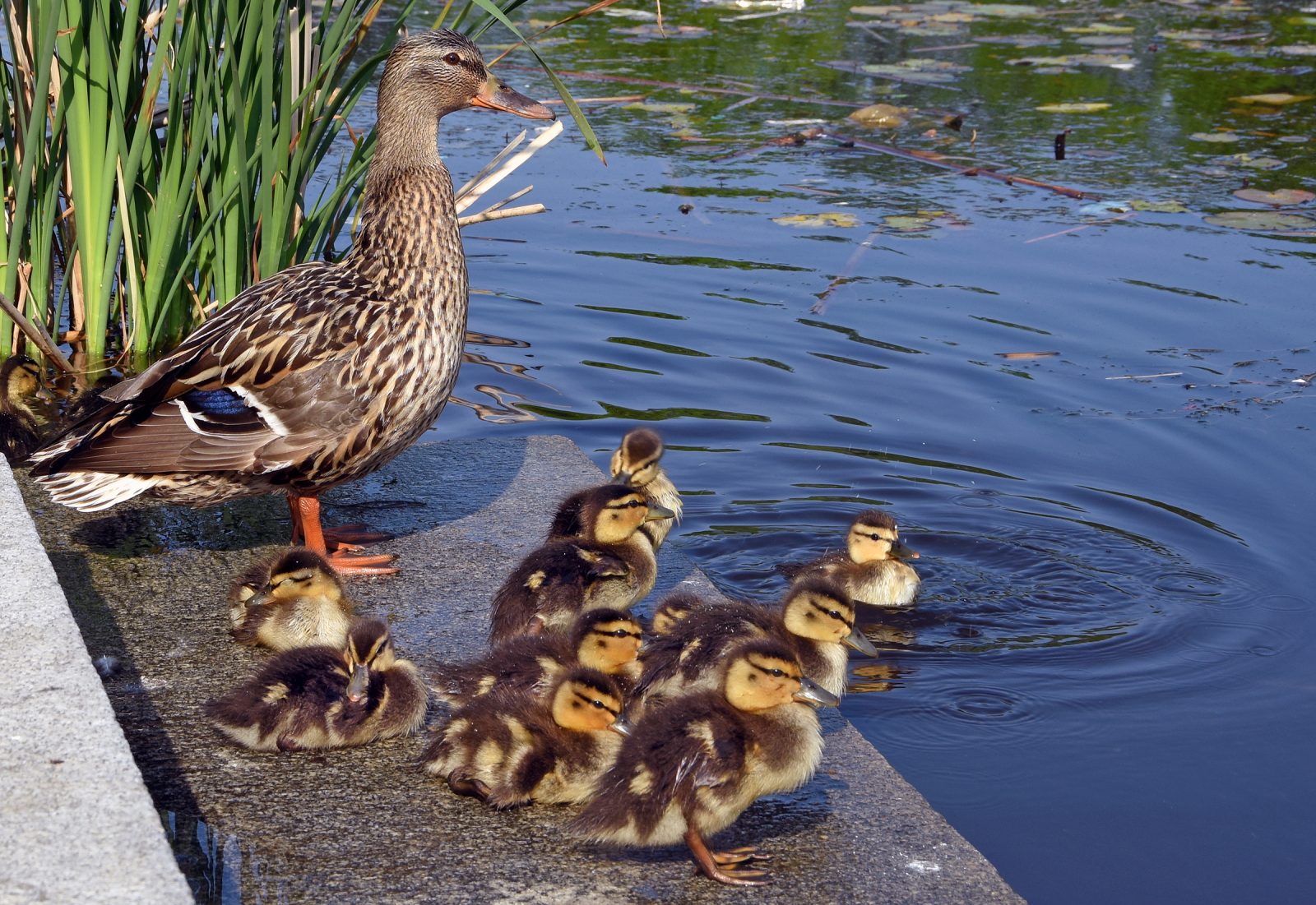 Family of mallards along the Charles River