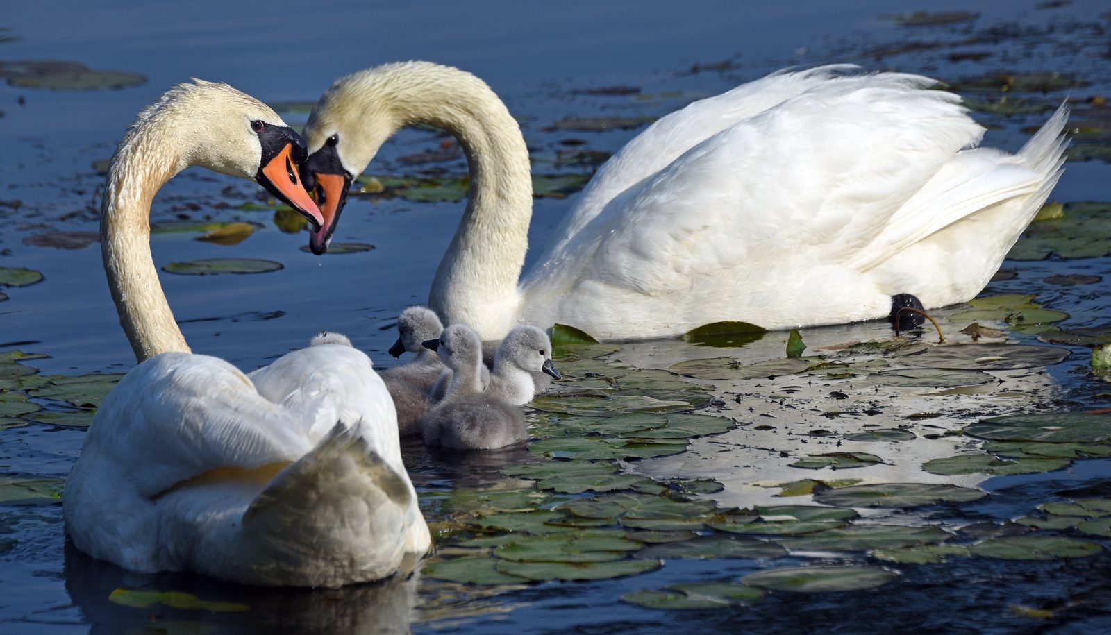 Swans and their chicks on the Charles River