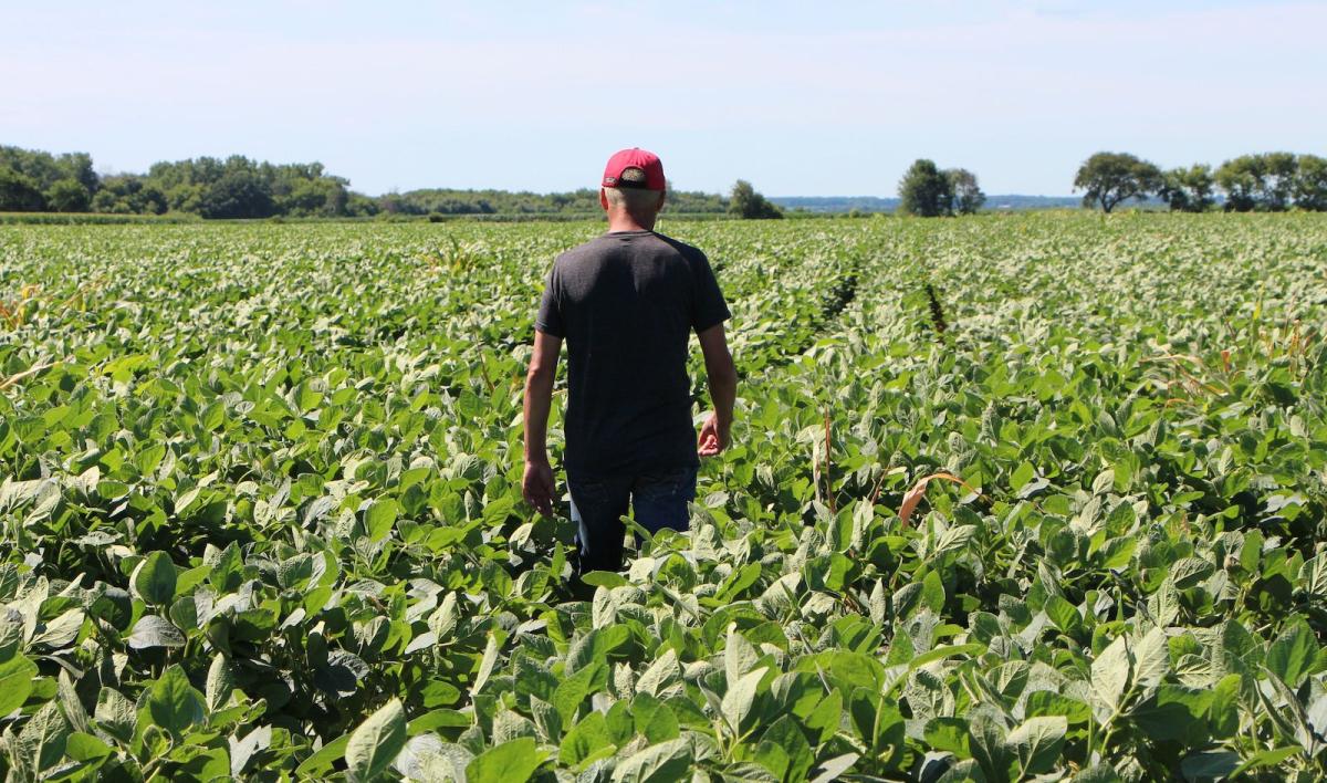 farmer soy field illinois