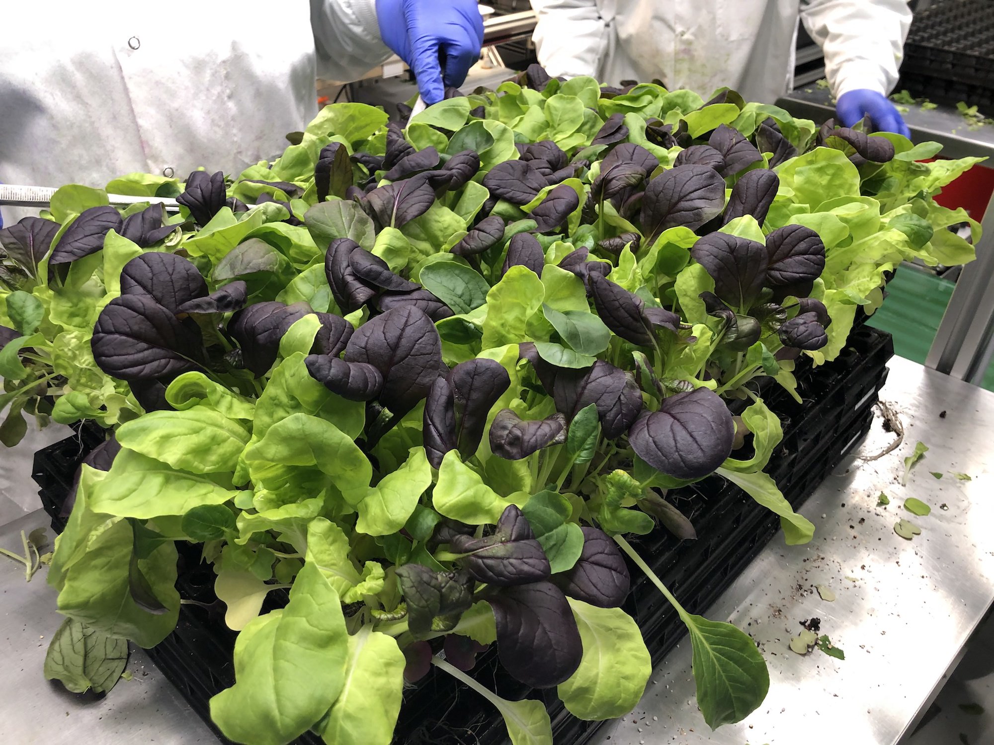 a close-up of fresh baby lettuce leaves in various colors growing in a black plastic tray