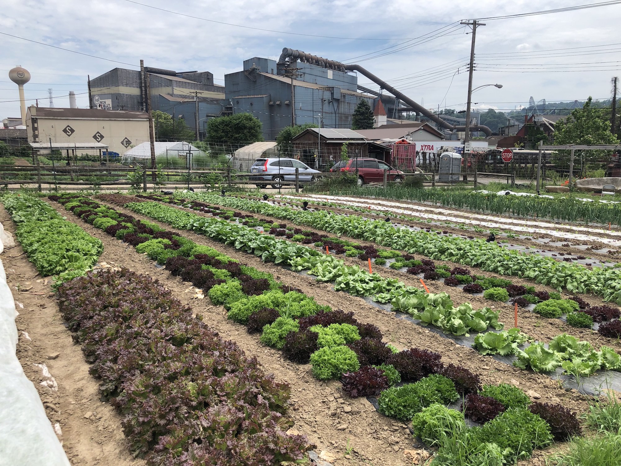 rows of plants grow outdoors from the earth with a blue industrial warehouse in the background