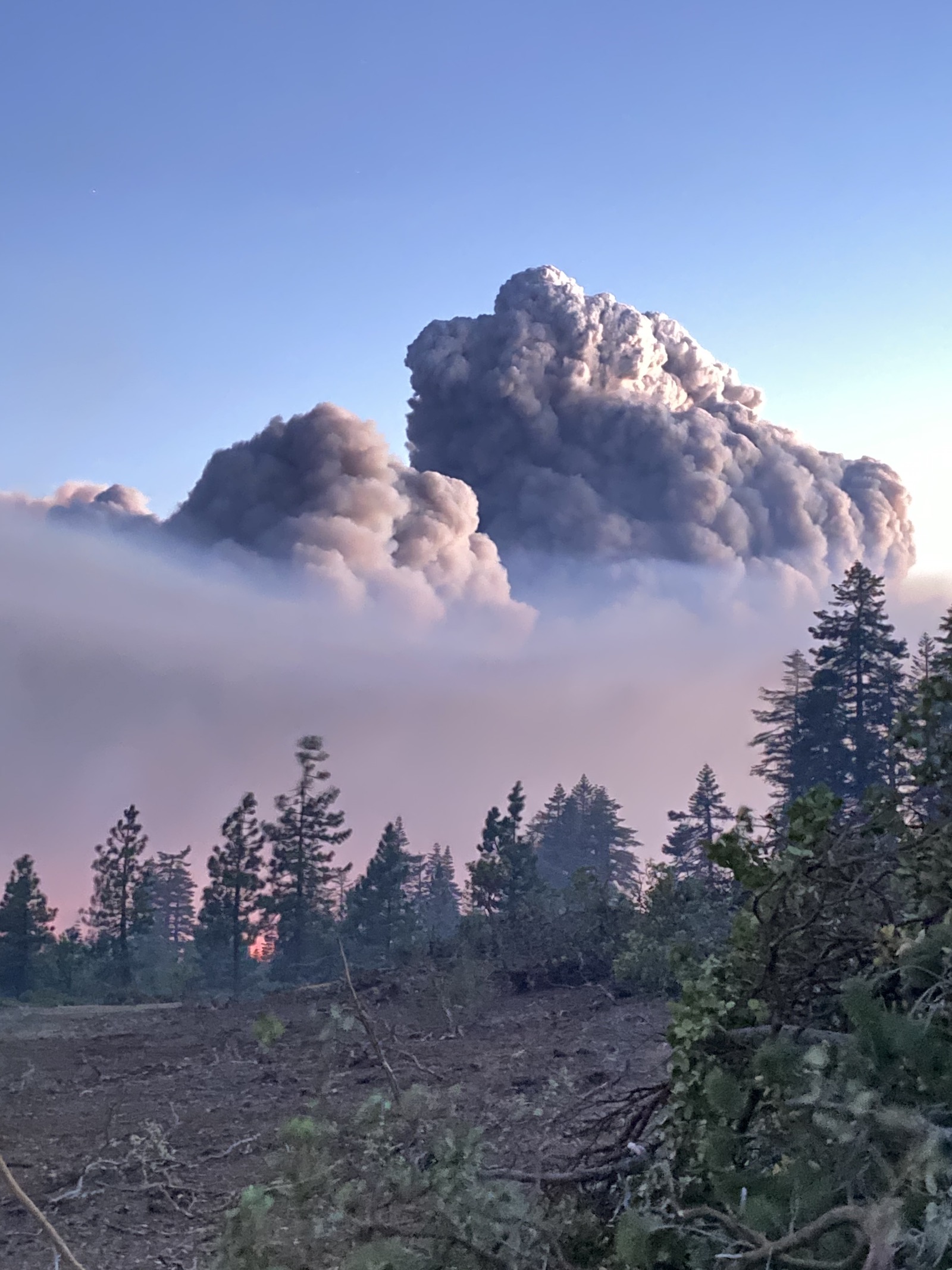 purple smoke billows above a green pine forest