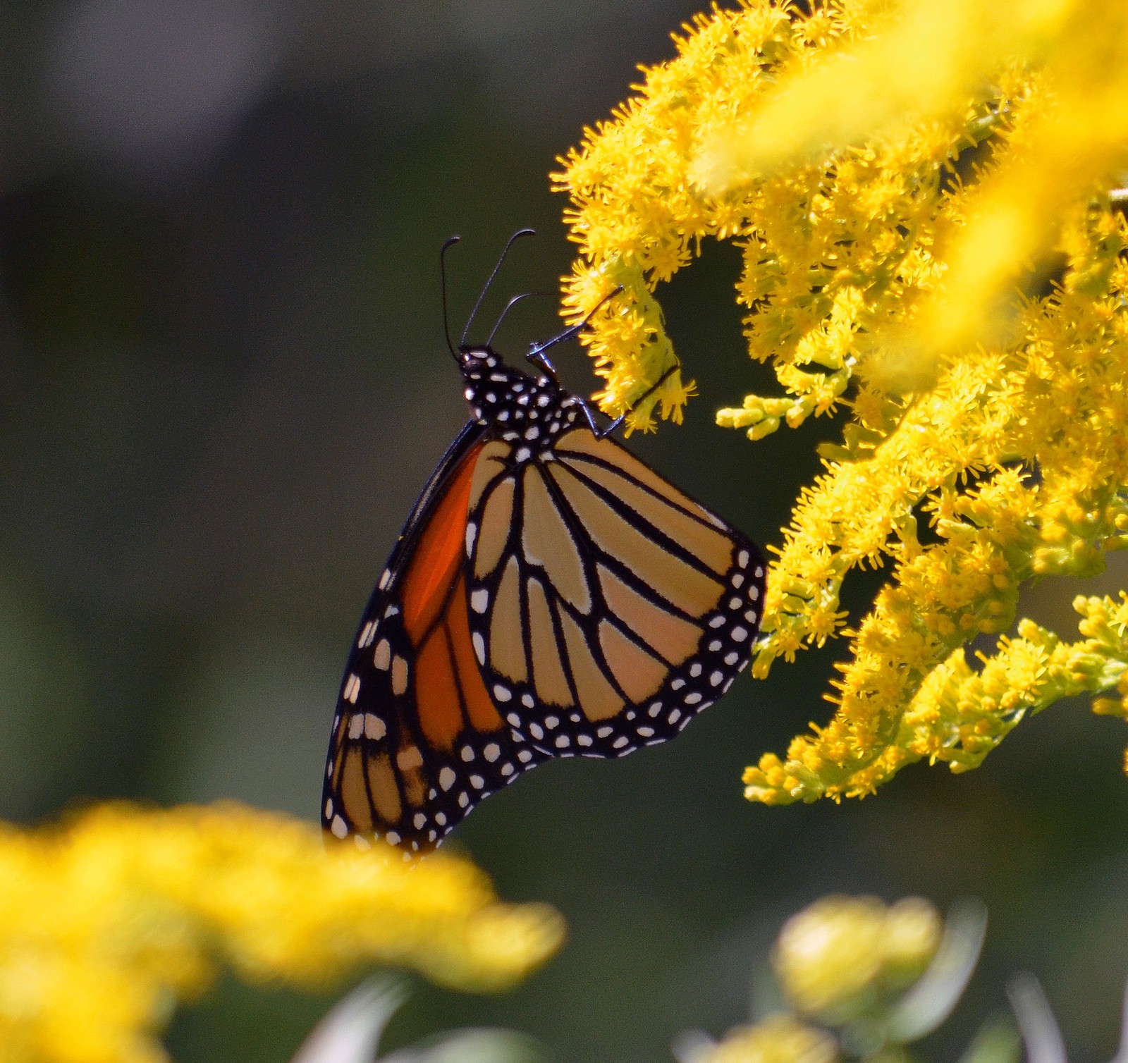 a monach butterfly on a golden flower spray